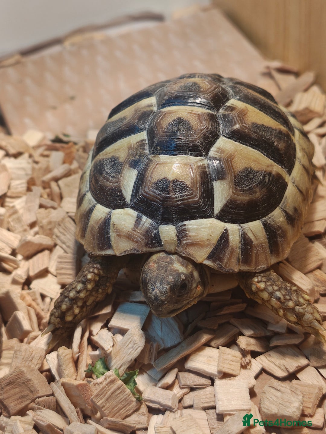 Tortoise reptiles for sale: 4 off Hermann tortoises  - Advert 1