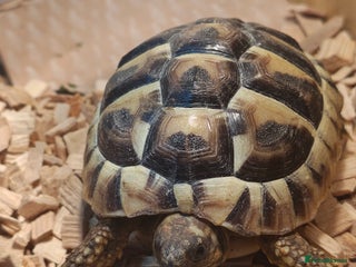 Tortoise reptiles 4 off Hermann tortoises - Advert 1