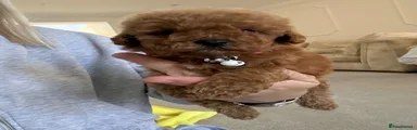 Cavapoo 1