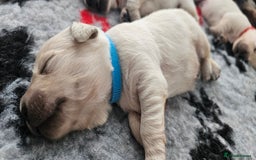 Golden Retriever dogs for sale: Golden Retriever Puppies - you will Fall in love  - Image 19