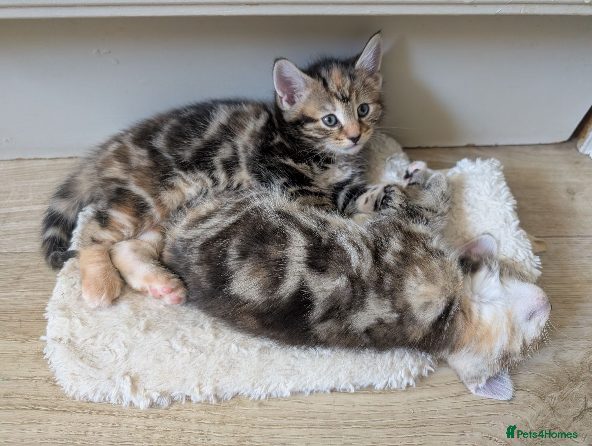 Mixed Breed cats Tortoise shell and tabby - Torbie - kittens  - Advert 8