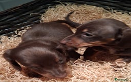 Miniature Dachshund dogs for sale: MINIATURE DASCHUND BOYS  - Advert 6