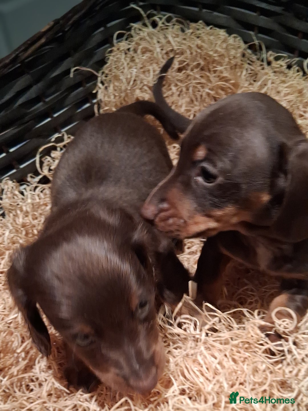Miniature Dachshund dogs for sale: MINIATURE DASCHUND BOYS  - Advert 6