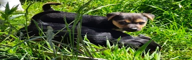 Jack Russell Puppy 2