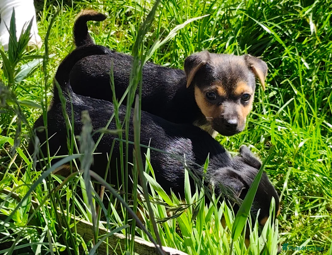 Jack Russell dogs for sale: Black and tan Puppies  - Advert 10