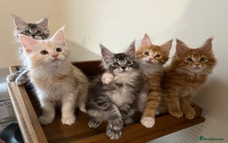 Maine Coon cats for sale: GCCF pedigree Maine Coon Kittens  - Image 7