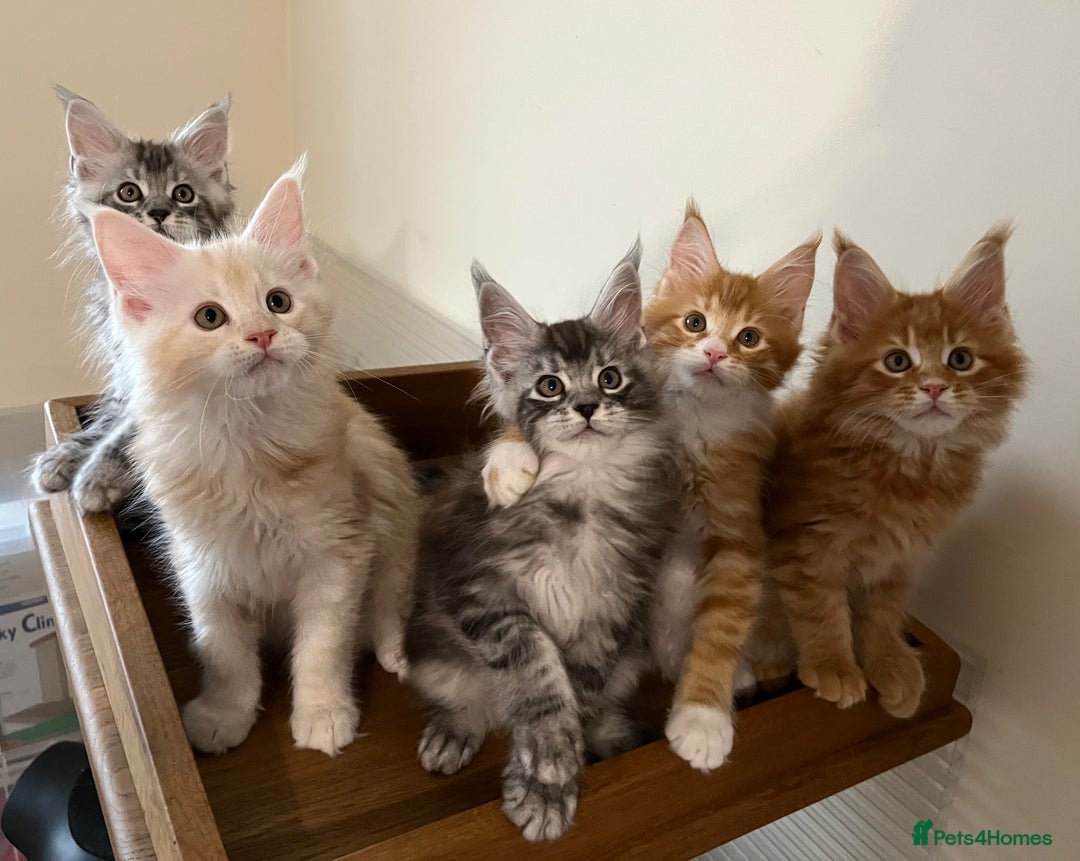 Maine Coon cats for sale: GCCF pedigree Maine Coon Kittens  - Image 7