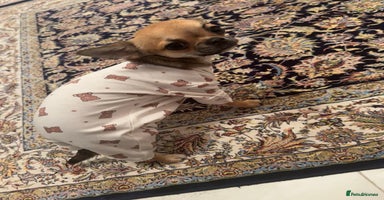 Chihuahua dogs - Advert 15