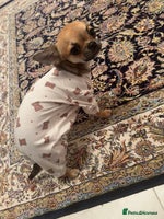 Chihuahua dogs - Advert 15