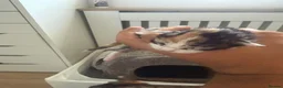 Maine Coon cats for sale: Female Calico Maine Coon KittensColours & Markings in Bristol - Advert 5