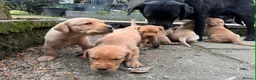 Labrador Retriever dogs for sale: Labrador Retriever - Advert 3