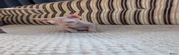 Sphynx cats for sale: Ready for reservation  - Advert 9