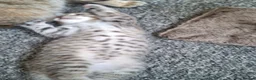 Mixed Breed cats for sale: Bengamese mix litter - Advert 14
