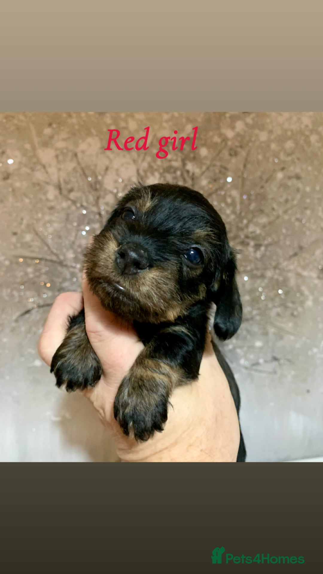 Miniature Dachshund dogs for sale: Miniature wirehaired daschunds - Advert 12