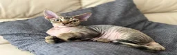 Devon Rex cats for sale: Devon Rex TICA registered kitten boy - Advert 8