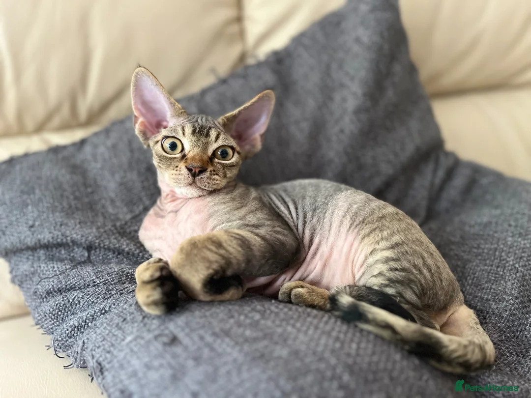Devon Rex cats for sale: Devon Rex TICA registered kitten boy - Advert 8