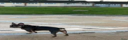 French Bulldog dogs for sale: 🐾 Loving Home Wanted – 2-Year &  French Bulldog  - Advert 6