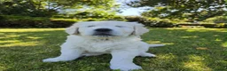 Golden Retriever dogs for sale: BEAUTIFUL GOLDEN RETRIEVER PUPPIES £1495 - Advert 7