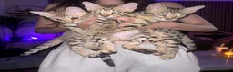 Savannah cats for sale: Savannah F5 Bengal hybrid  in Goole - Advert 5