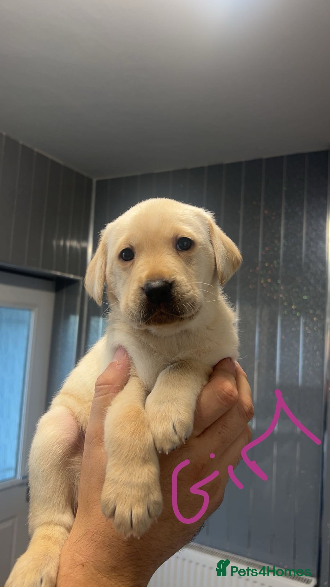 Labrador Retriever dogs for sale: Stunning Labrador puppys - Advert 28