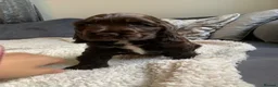 Cocker Spaniel dogs for sale: kc registered chocolate show type cockers - Advert 12