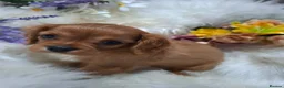 Cavalier King Charles Spaniel dogs for sale: KC Health tested Cavaliers  - Advert 18