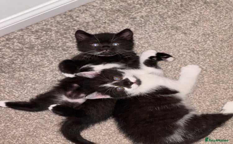 Mixed Breed cats - Advert 2