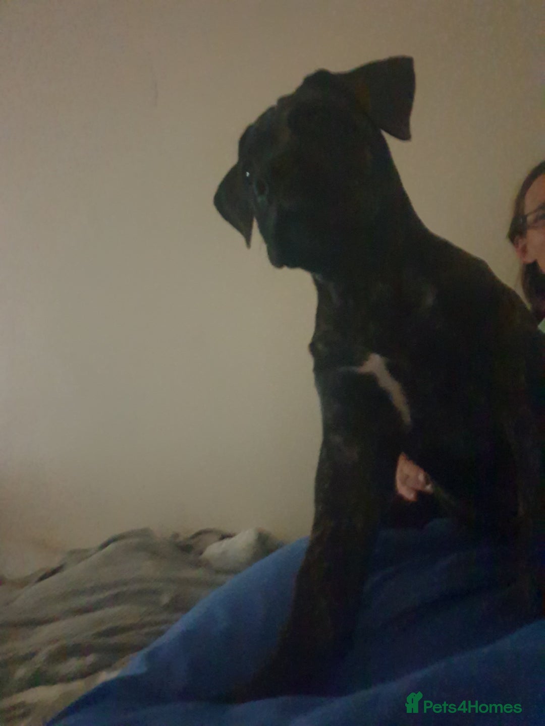 Mixed Breed dogs for sale: Presa bulldog  - Image 3