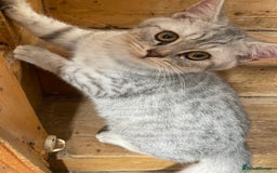 British Shorthair cats for sale: Silver tic & golden tic  - Image 1