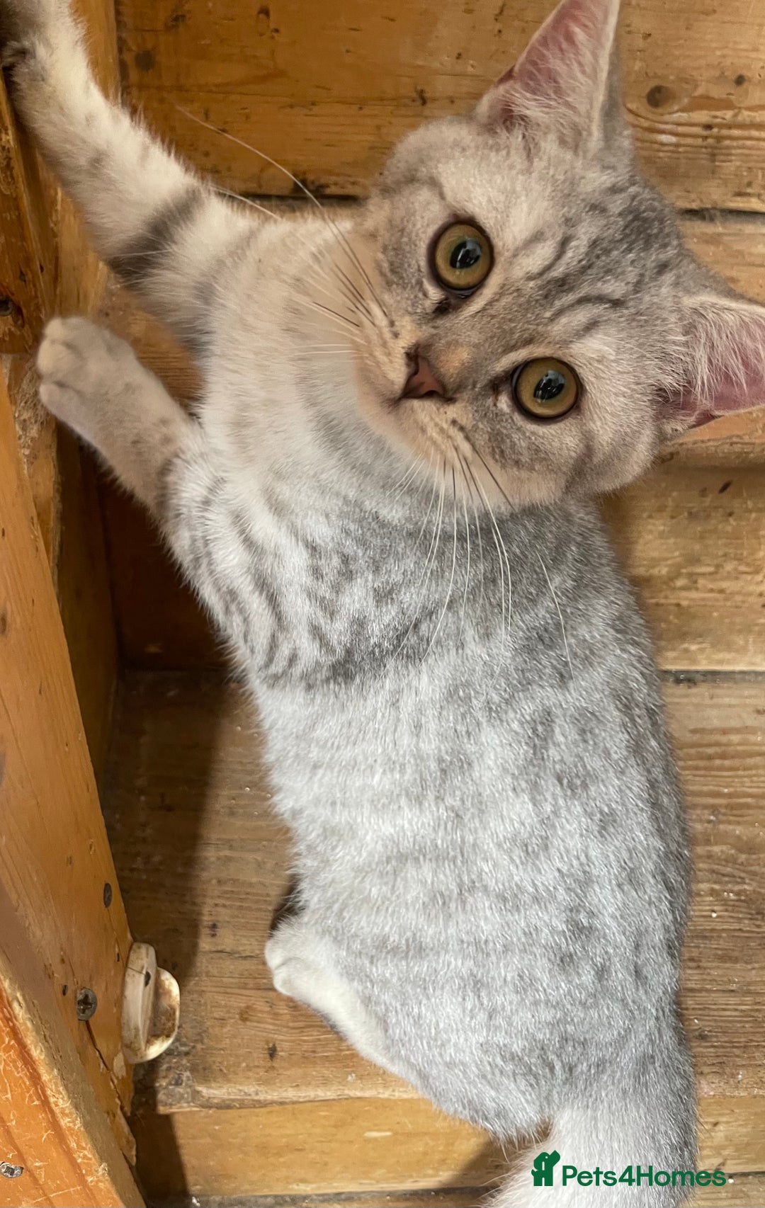 British Shorthair cats for sale: Silver tic & golden tic  - Image 1