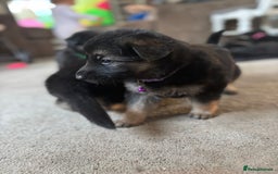 German Shepherd dogs for sale: 8x German Shepherd Puppies - Image 3