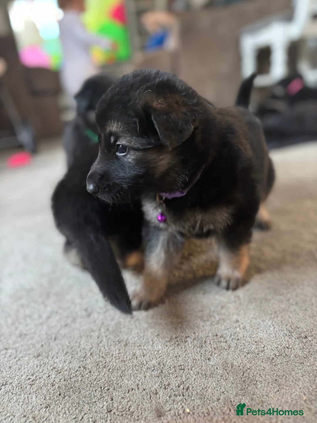 German Shepherd dogs for sale: 8x German Shepherd Puppies - Image 3