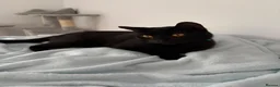 Domestic Shorthair cats for sale: Teddy - 1 year old male cat - Advert 9