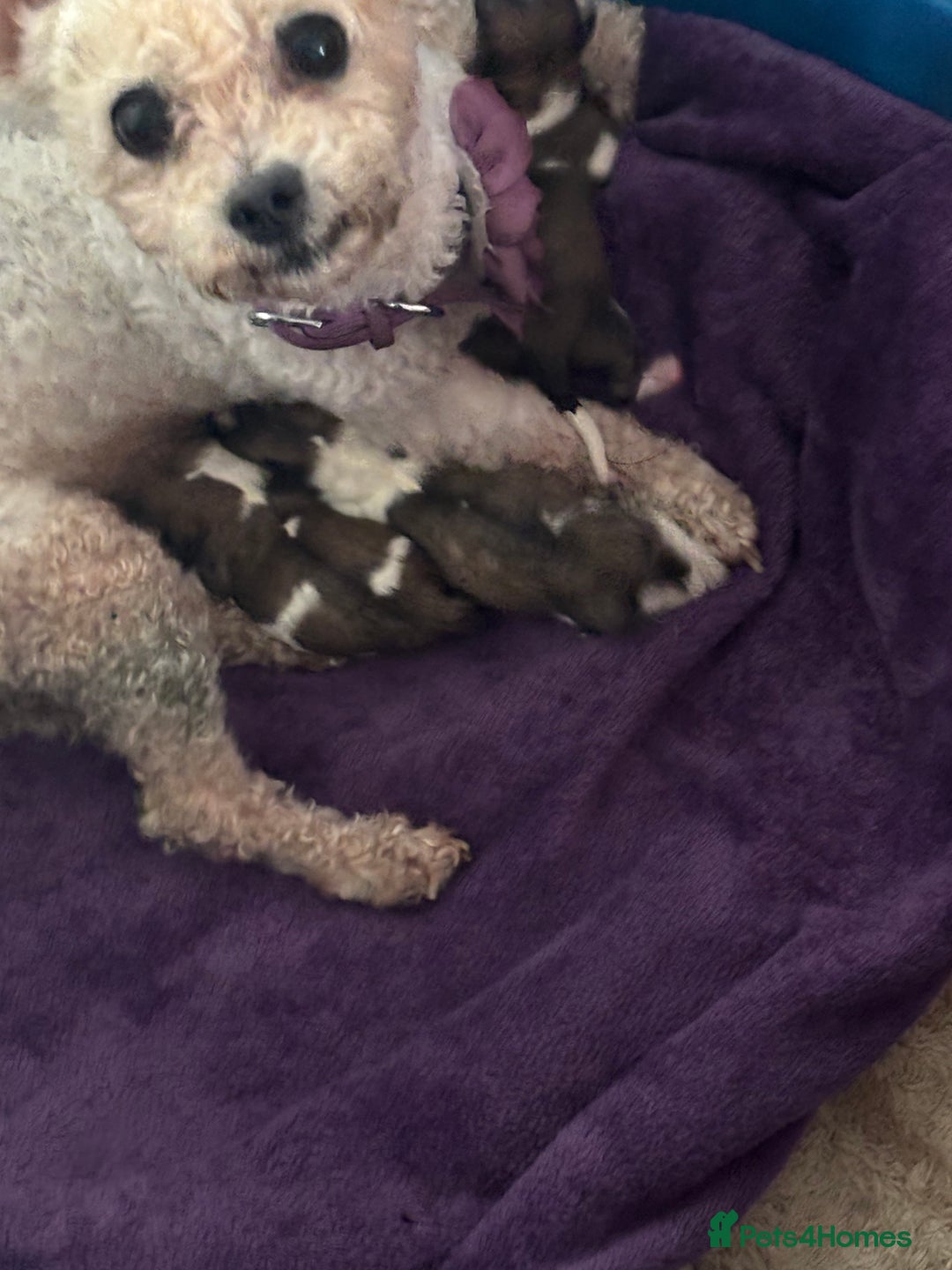 Zuchon dogs for sale: Bishion x shih Tzu - Image 3