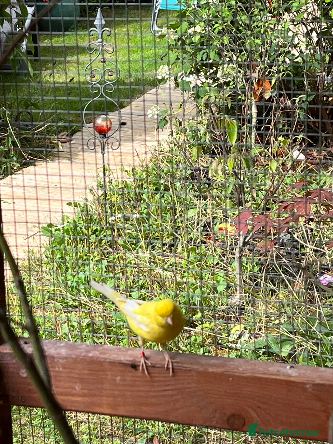 Canaries birds for sale: Canaries and Chinese quail’s  - Image 7