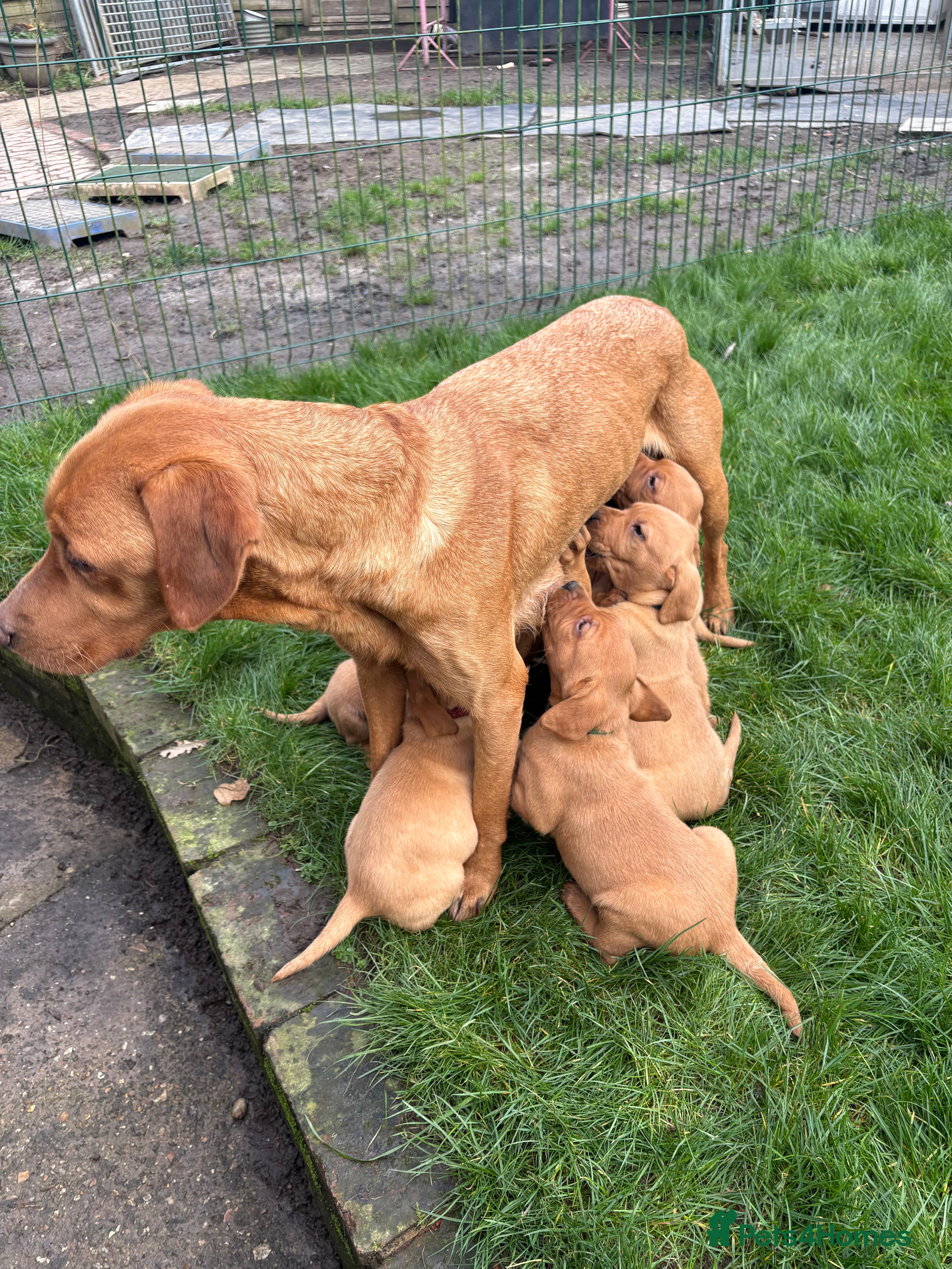 Labrador Retriever dogs Fox red Labrador Puppies  - Advert 4