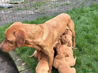 Labrador Retriever dogs Fox red Labrador Puppies - Advert 4