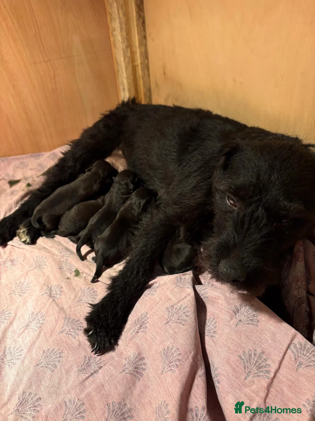 Patterdale Terrier dogs for sale: Patterdale puppies for sale  - Advert 4