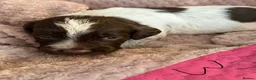 Cocker Spaniel dogs for sale: 6 cocker spaniel puppies  - Advert 4