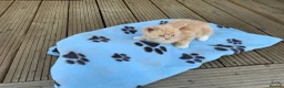 Ragdoll cats for sale: 5 ABSOLUTELY SYUNNING RAGDOLLS  - Advert 8