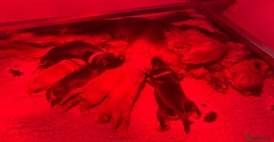 Cocker Spaniel dogs 🧡🤎 Show Cocker Spaniel Puppies For Sale - Advert 4