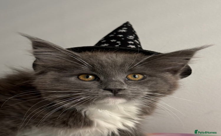 Maine Coon cats - Advert 10