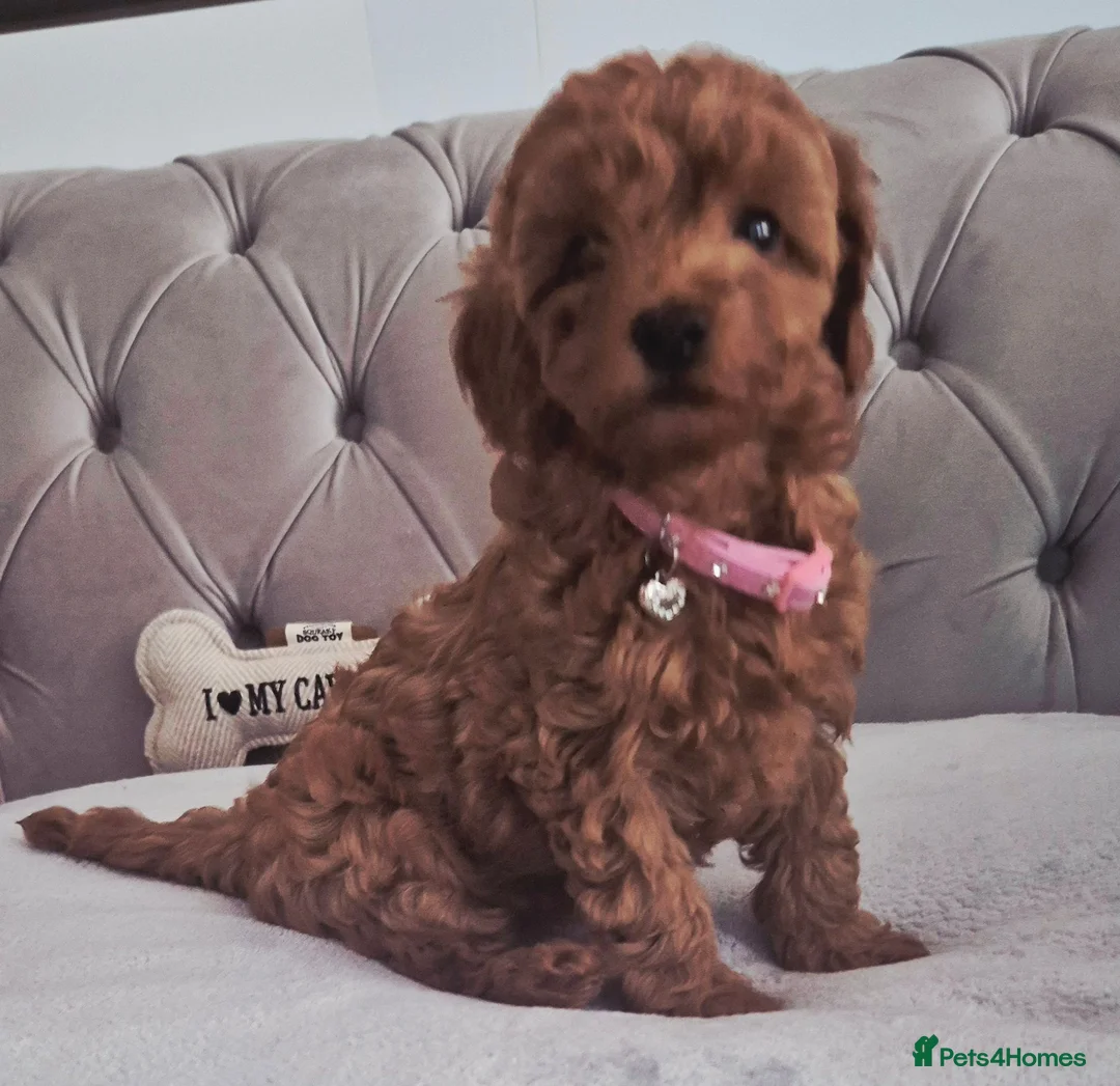 Cavapoo dogs for sale: F1B HEALTH TESTED RUBY CAVERPOOS  - Advert 2