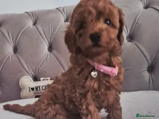 Cavapoo dogs F1B HEALTH TESTED RUBY CAVERPOOS - Advert 5