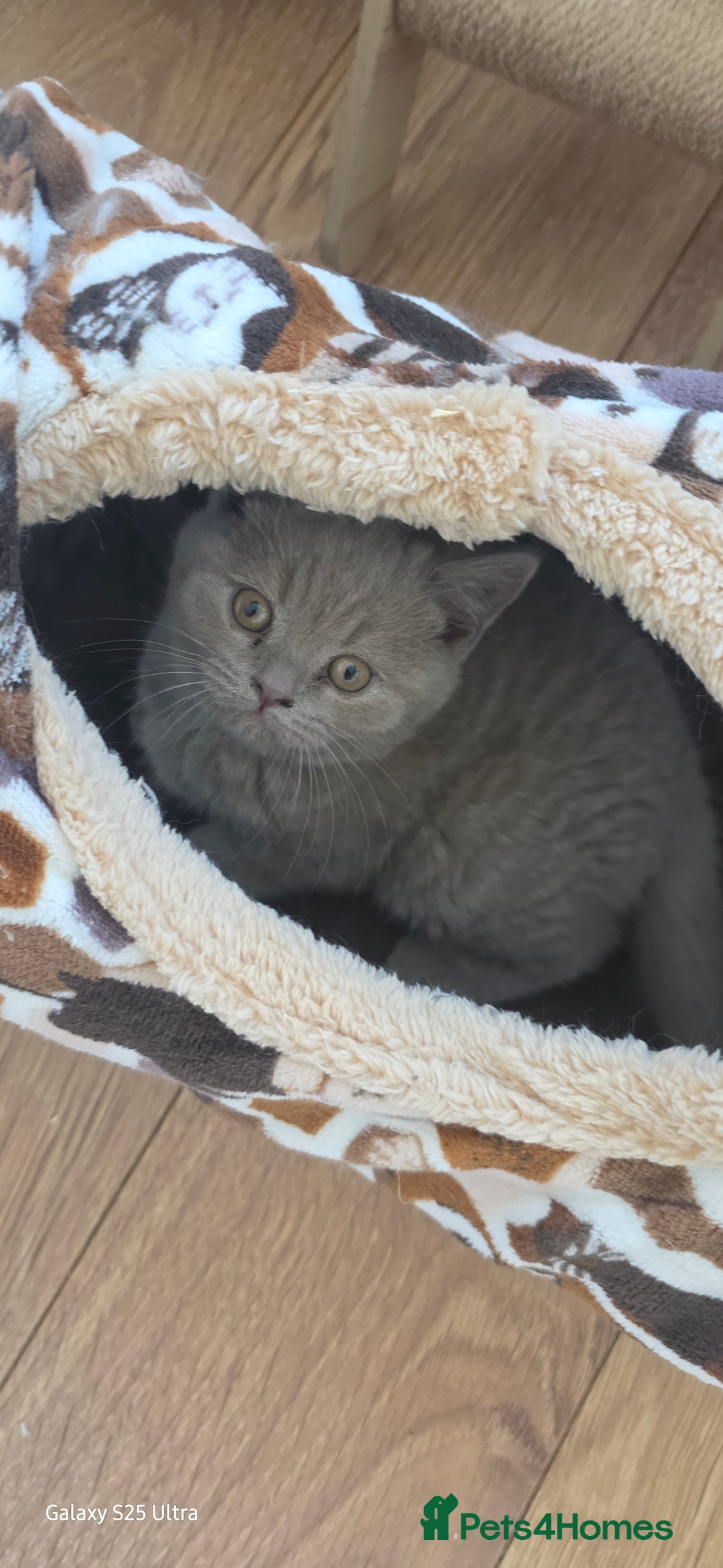 British Shorthair cats for sale: British ShortHair 🐈‍⬛ - Advert 2