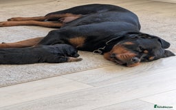 Rottweiler dogs for sale: Exclusive UK Rottweiler Puppy Champion Bloodlines - Image 20