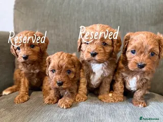 Cavapoo dogs Beautiful f1 cavapoo puppies - Advert 11