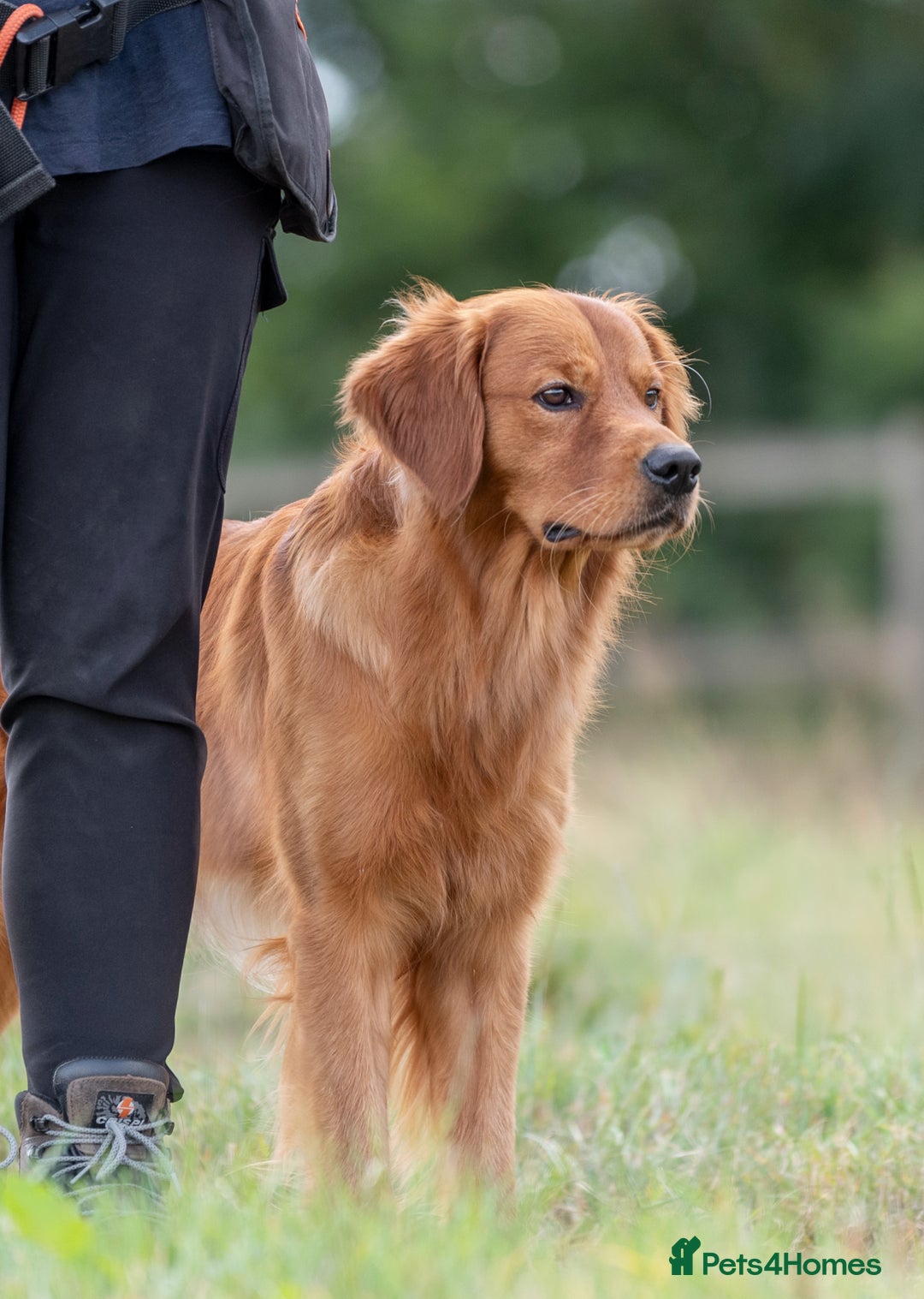 Golden Retriever dogs for stud: Fully Health Tested Show/Working Golden Retriever  - Advert 6