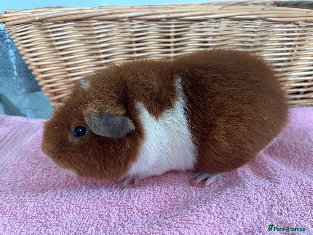 Guinea Pig rodents for sale: Teddy boar - Advert 1