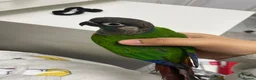 Conures birds for sale: Green cheeked conures in Manchester - Advert 1